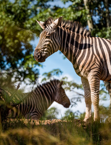 Explore-Malawi-Duurzaam-Reizen-Prive-Safari-Malawi-03