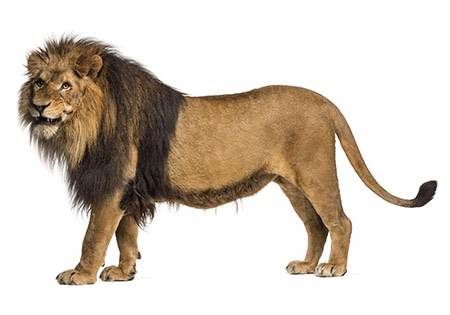 Explore-Malawi-Over-Malawi-Lion