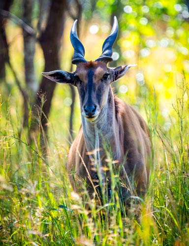 Explore-Malawi-privé-safari-met-chauffeur-en-gids-Betalingen-04