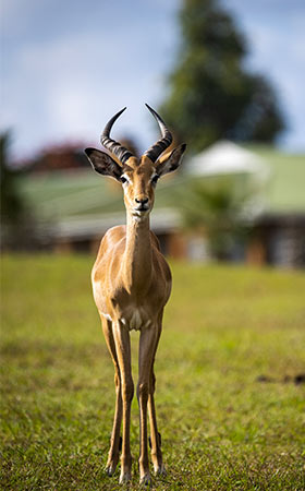 Rondreis-Malawi-met-privéchauffeur/gids-Rout-Combi-Malawi-Zambia-02