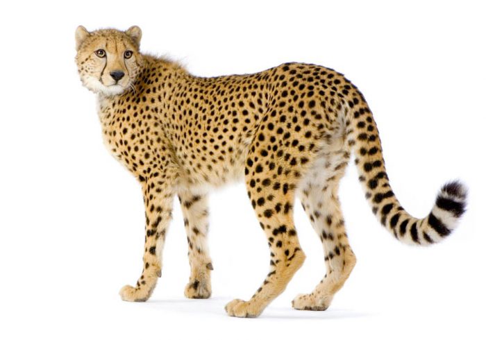 Explore-Malawi-rondreizen-safari’s-met privéchauffeur