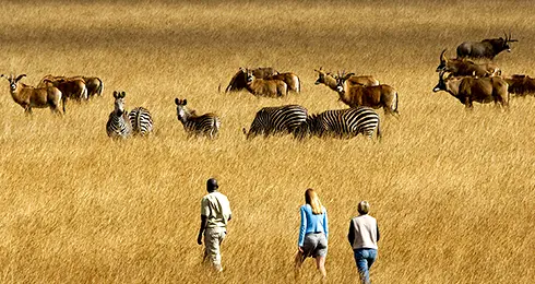 Explore-Malawi-prive-safari-met-gids-bouwsteen-south-luangwa-nationaal-park 