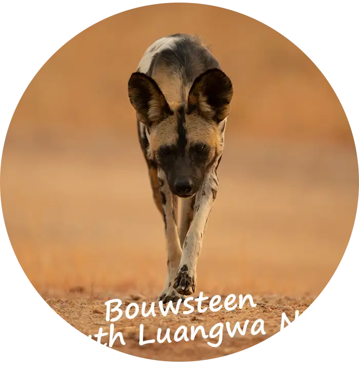 Prive Safari met gids Bouwsteen South Luangwa Nationaal Park