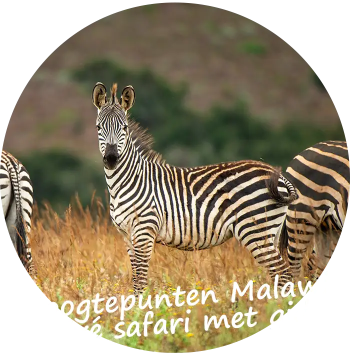 Rondreis-Hoogtepunten-Malawi-Prive-Safari-met-gids
